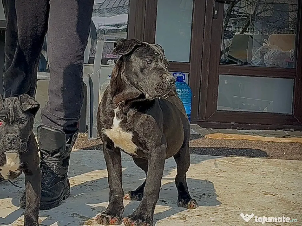 Femele Cane Corso