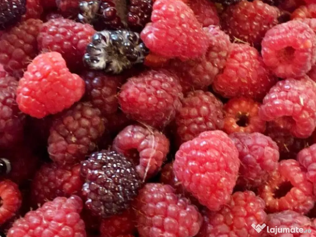 Proprietate com.Girov,compusa din casa,anexe si 880 mp teren 