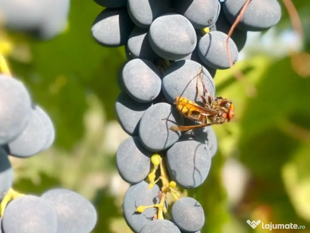 Proprietate com.Girov,compusa din casa,anexe si 880 mp teren 