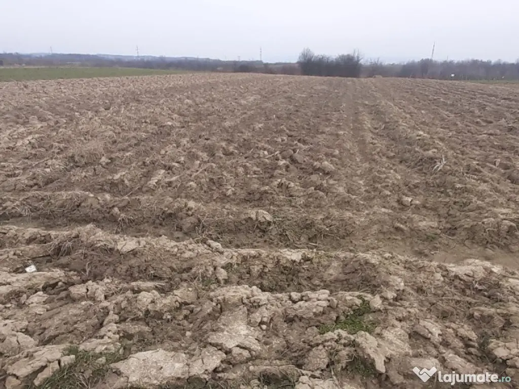 Mocira, 29 ari teren