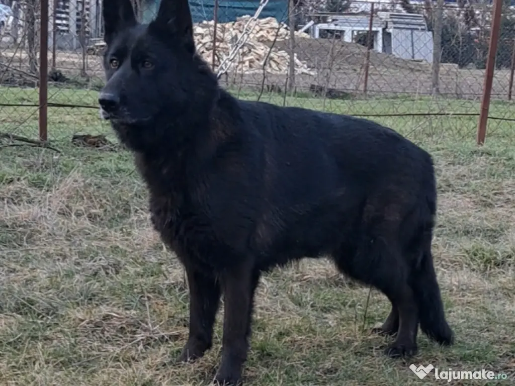 ciobanesc german negru 
