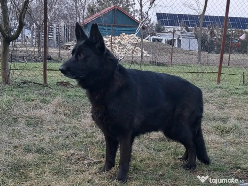 ciobanesc german negru 