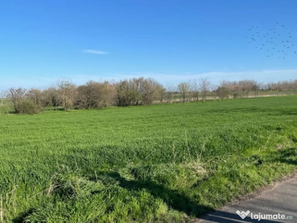 1500mp Teren intravilan de vânzare în Vișini, judetul Calarasi 