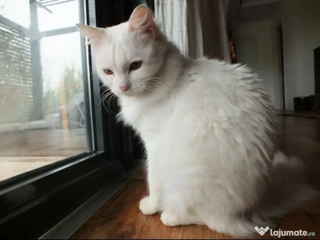 Fifi își caută o familie iubitoare! 