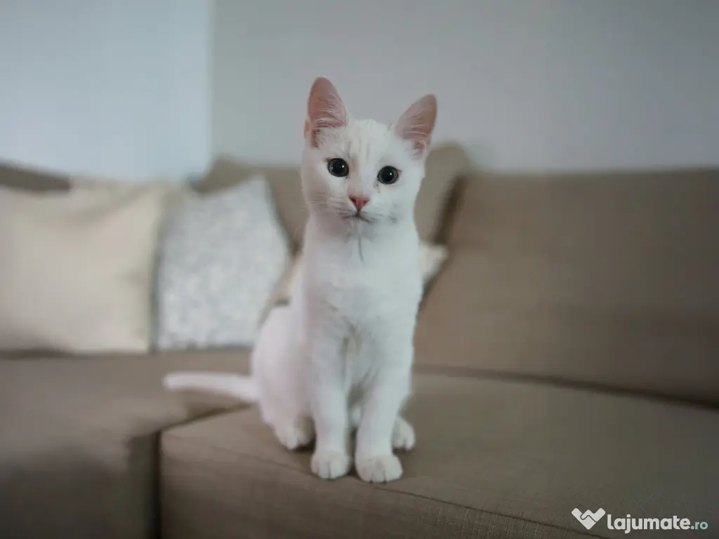 Fifi își caută o familie iubitoare! 