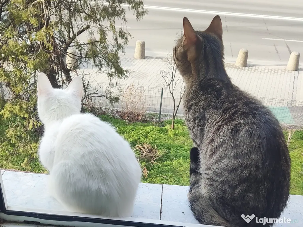 Fifi își caută o familie iubitoare! 