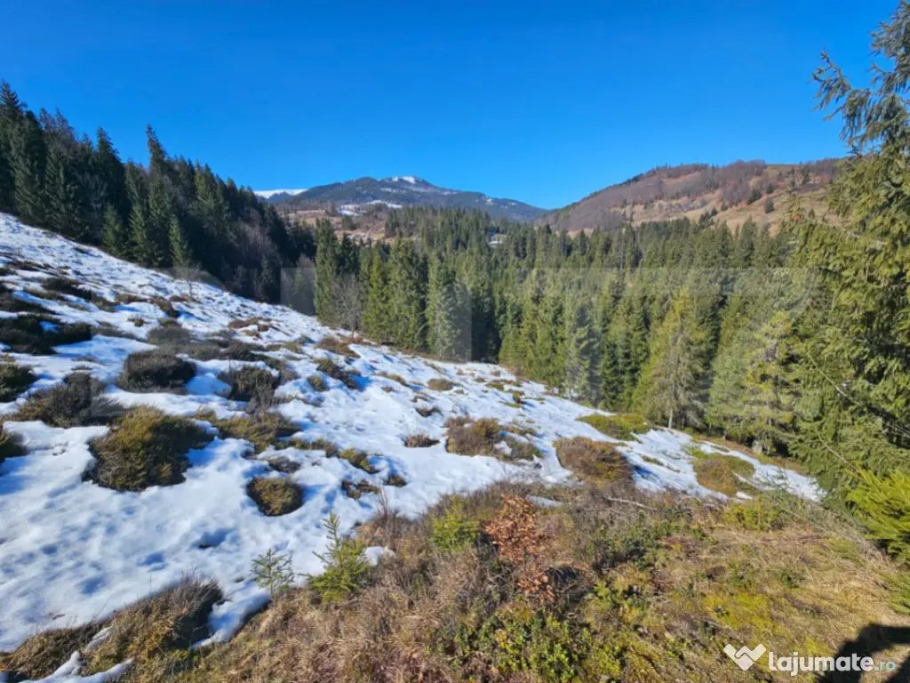 Teren 2 ha, cu pădure proprie și panoramă spre munți, Ar
