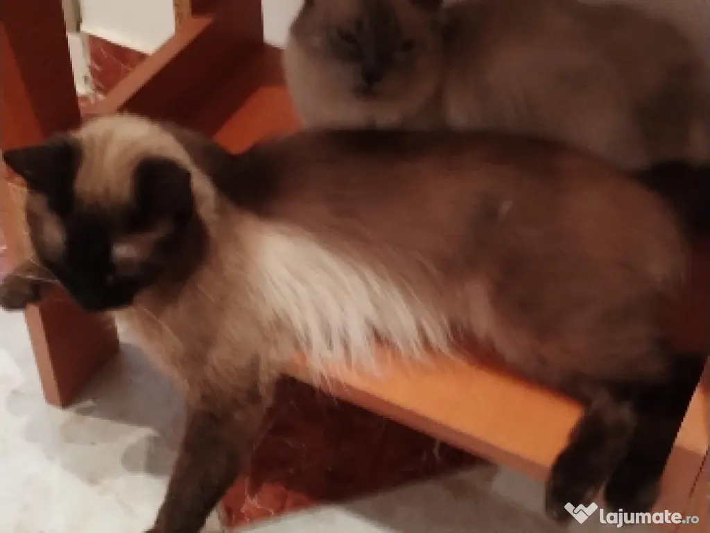 Motan birmanez de rasa