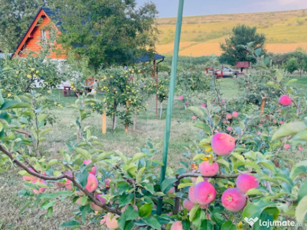 Cabană deosebită cu livadă și panoramă superbă–refug 
