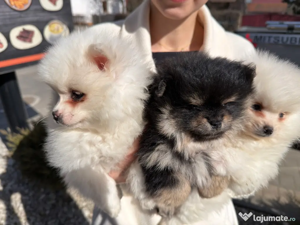 Pomeranian mini toy 