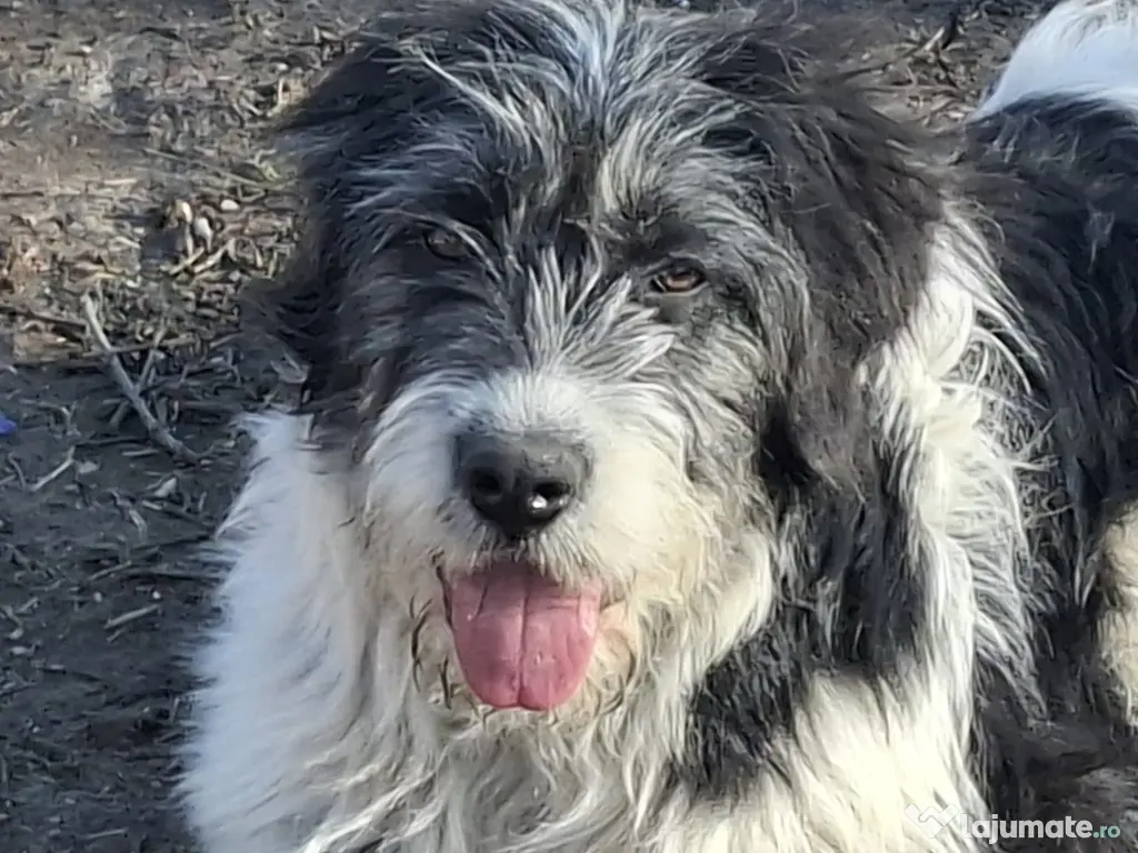 Donez metis carpatin de 5 luni 