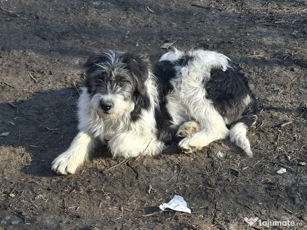 Donez metis carpatin de 5 luni 