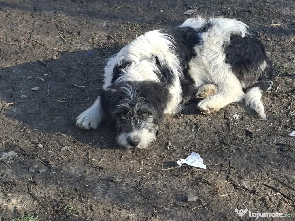 Donez metis carpatin de 5 luni 