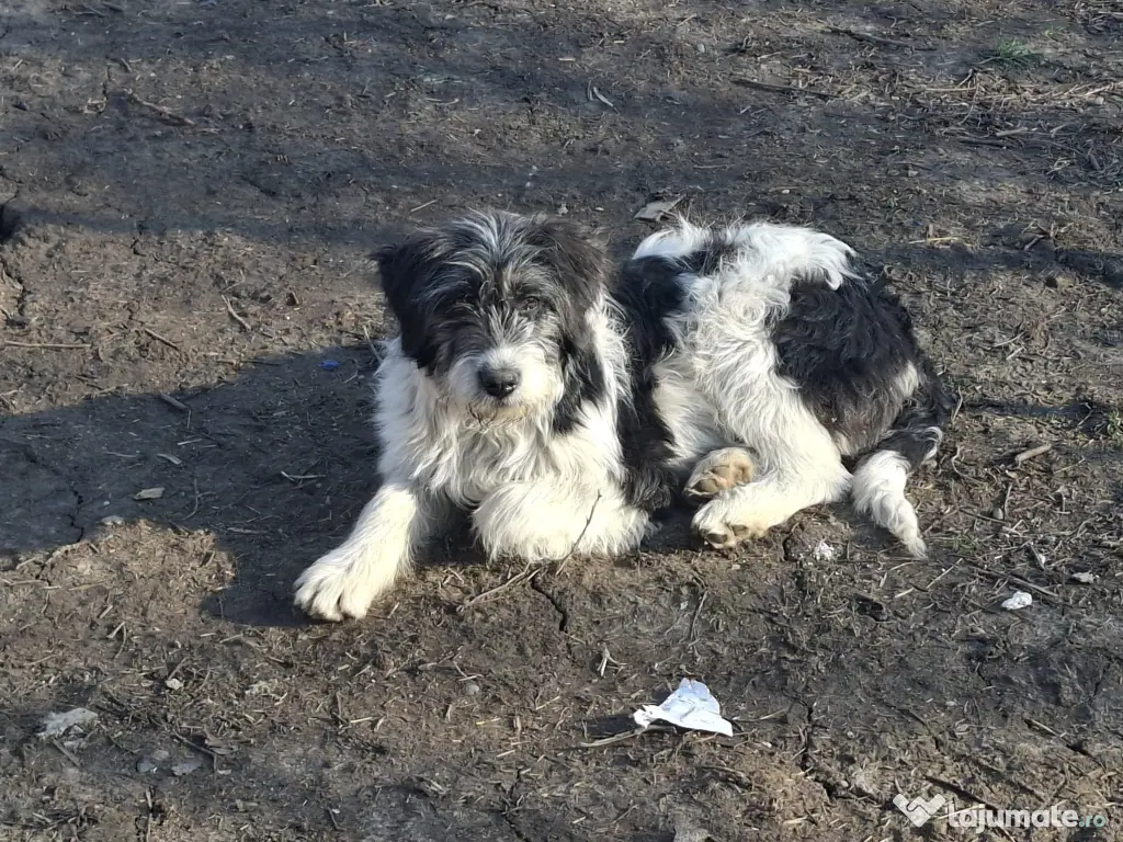 Donez metis carpatin de 5 luni 