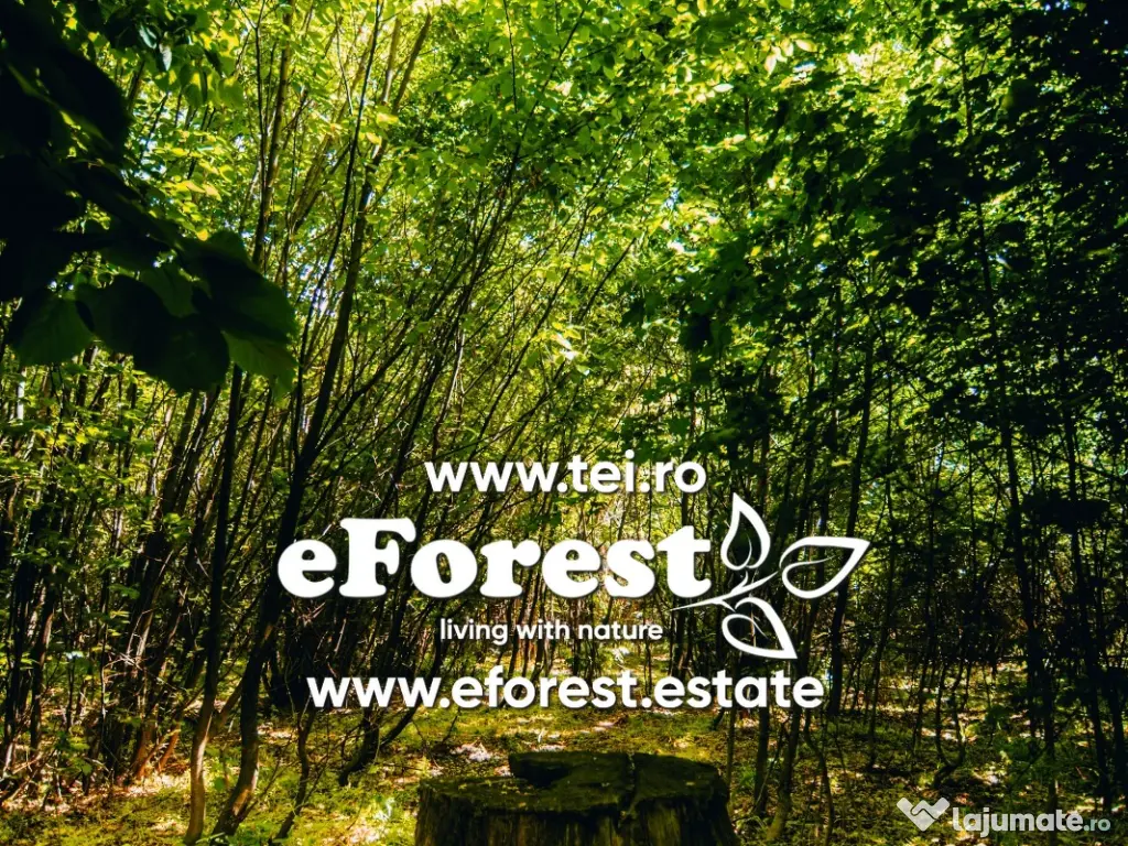 Loturi de casă între 2 păduri, cu intrare din DN, eForest, după Buftea 