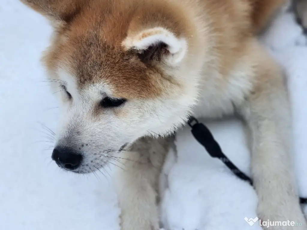 Akita Inu Japonez 5 luni 