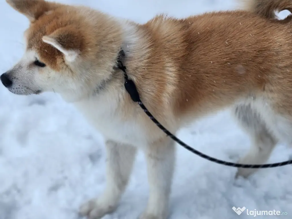 Akita Inu Japonez 5 luni 