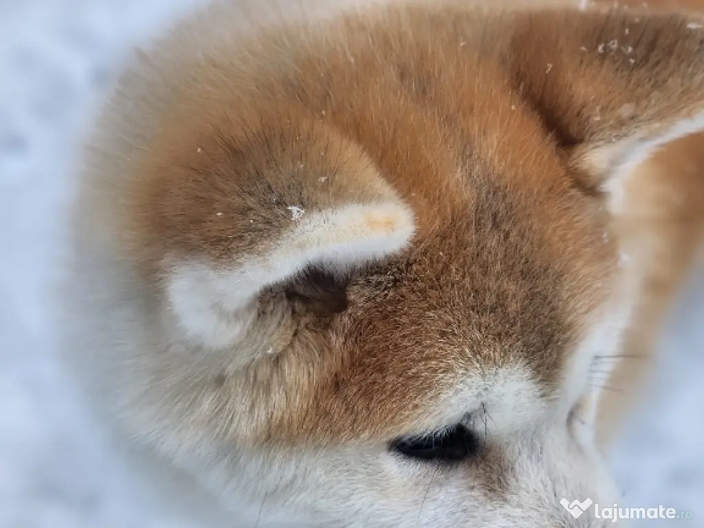 Akita Inu Japonez 5 luni 