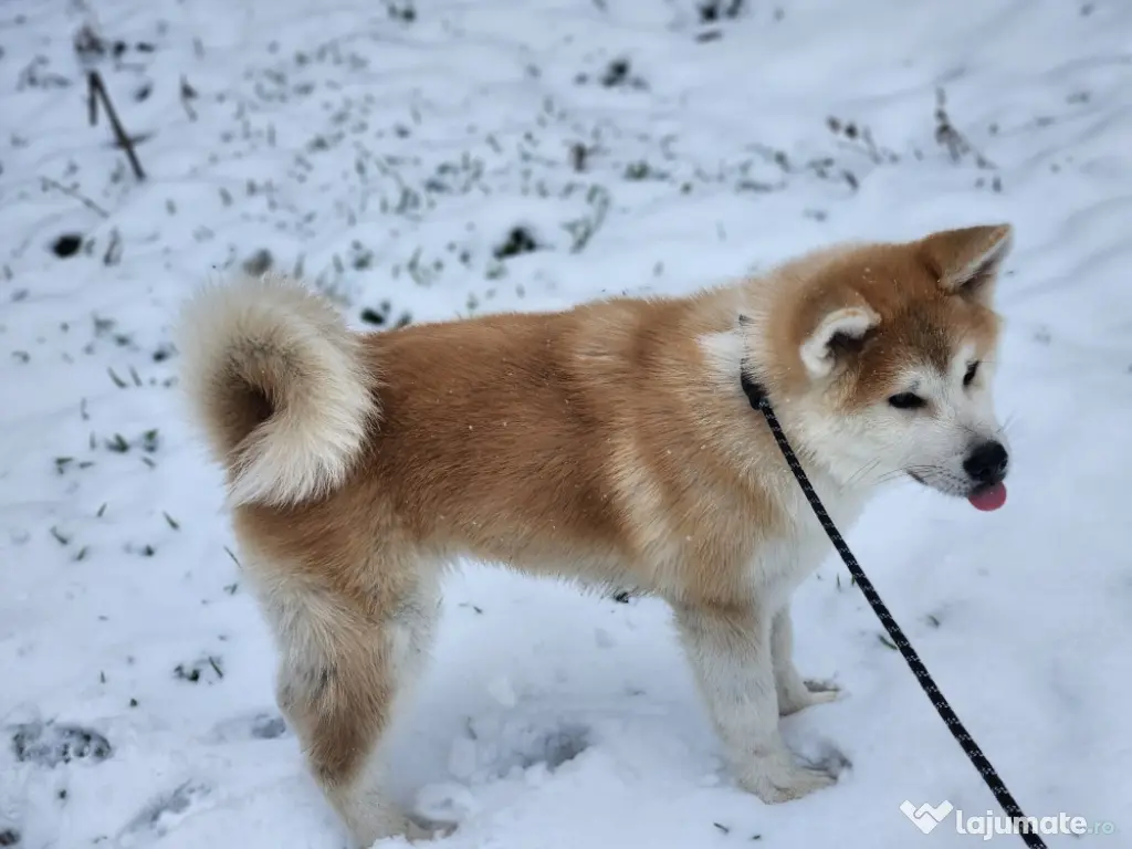 Akita Inu Japonez 5 luni 