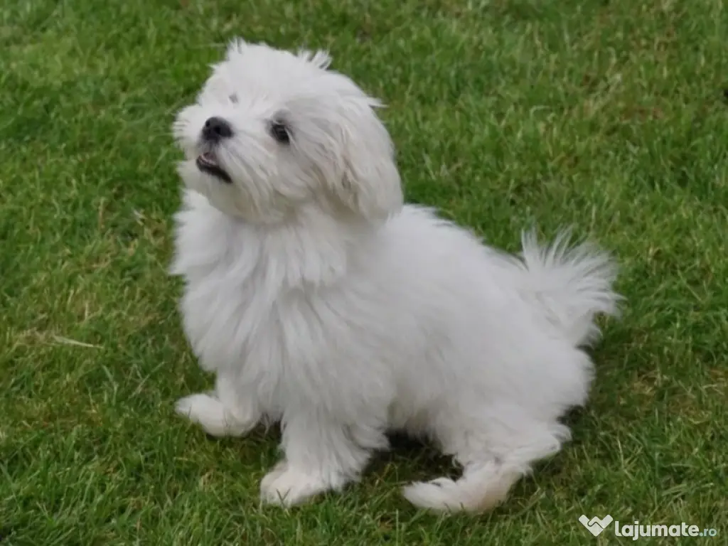 Bichoni maltez fetiță și băiat 
