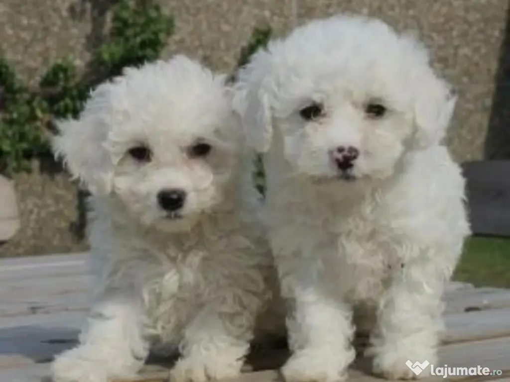 Bichoni maltez fetiță și băiat 