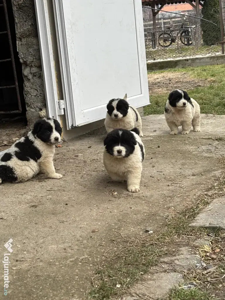 Cățelușă Ciobănesc Românesc de Bucovina – 8 săptămâni 