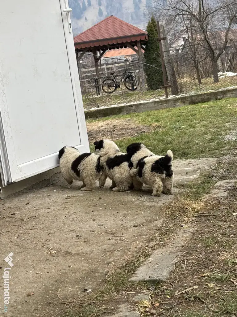 Cățelușă Ciobănesc Românesc de Bucovina – 8 săptămâni 