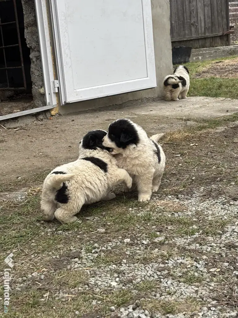 Cățelușă Ciobănesc Românesc de Bucovina – 8 săptămâni 