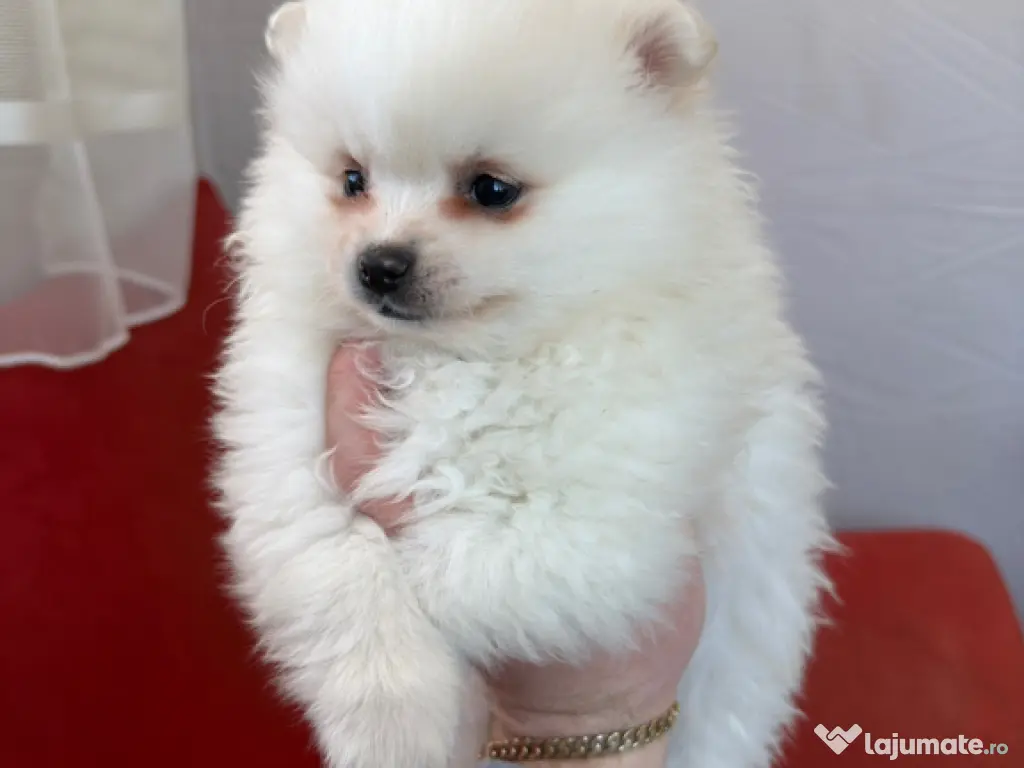 Puiut pomeranian mini toy 