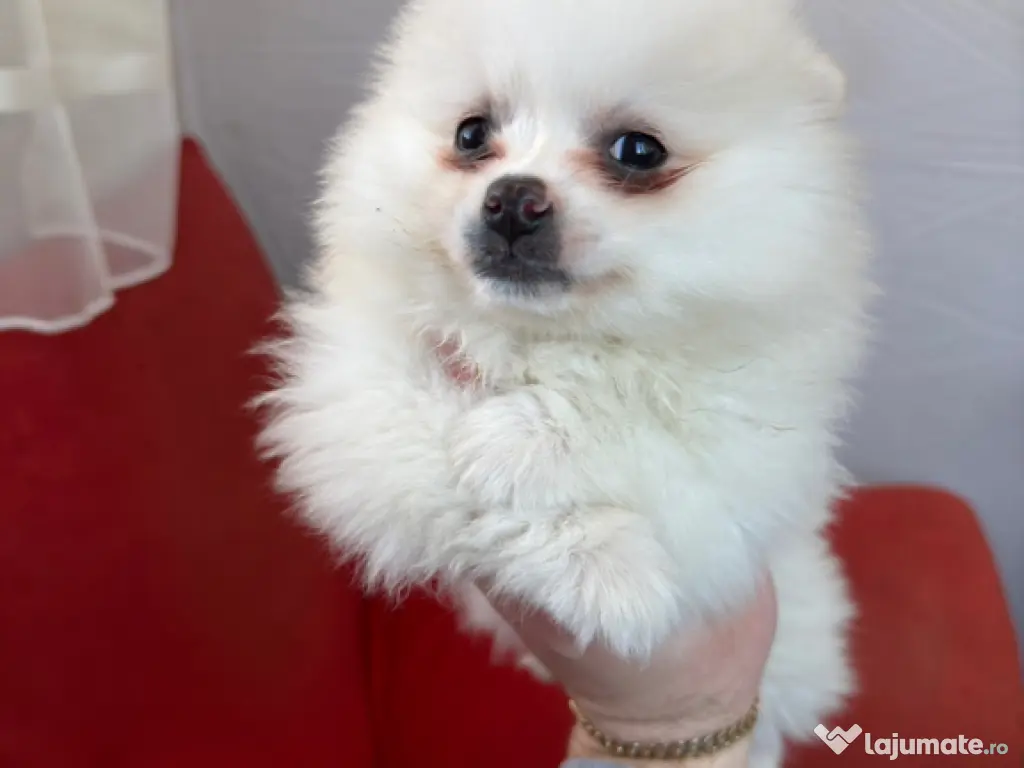 Puiut pomeranian mini toy 