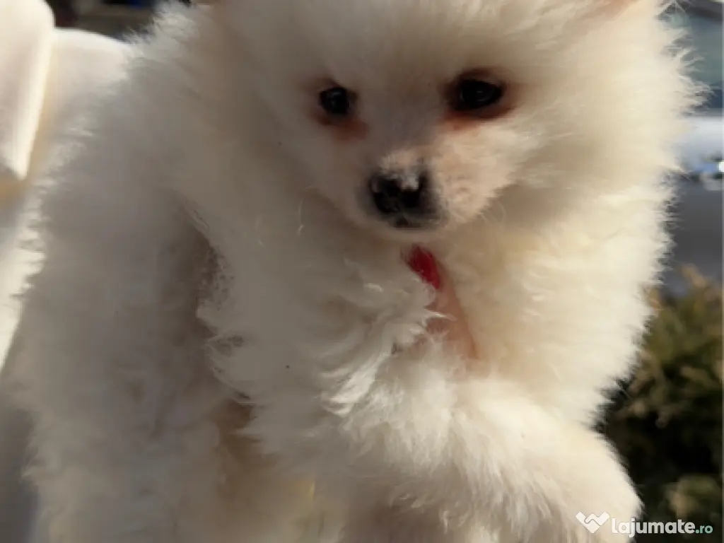 Puiut pomeranian mini toy 