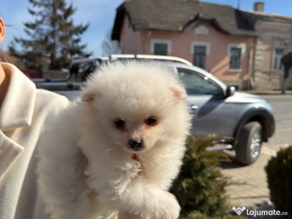 Puiut pomeranian mini toy 