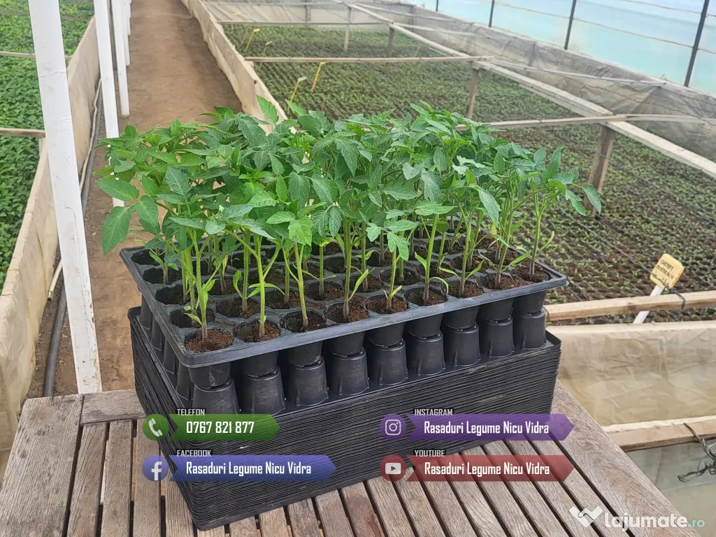 Rasad rosii ardei castraveti vinete salata varza | Rasaduri Legume 