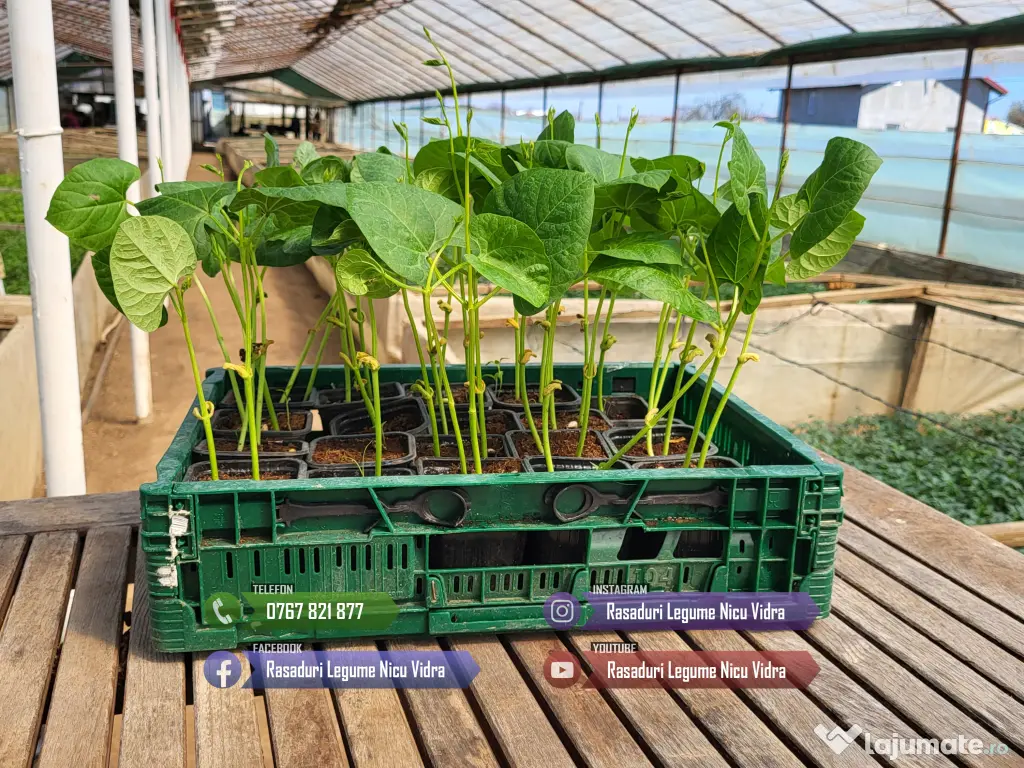 Rasad rosii ardei castraveti vinete salata varza | Rasaduri Legume 