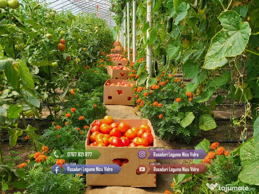 Rasad rosii ardei castraveti vinete salata varza | Rasaduri Legume 