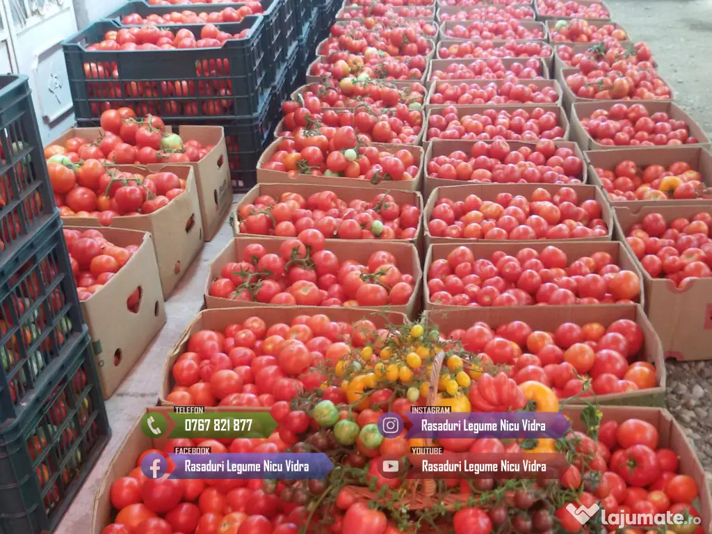 Rasad rosii ardei castraveti vinete salata varza | Rasaduri Legume 