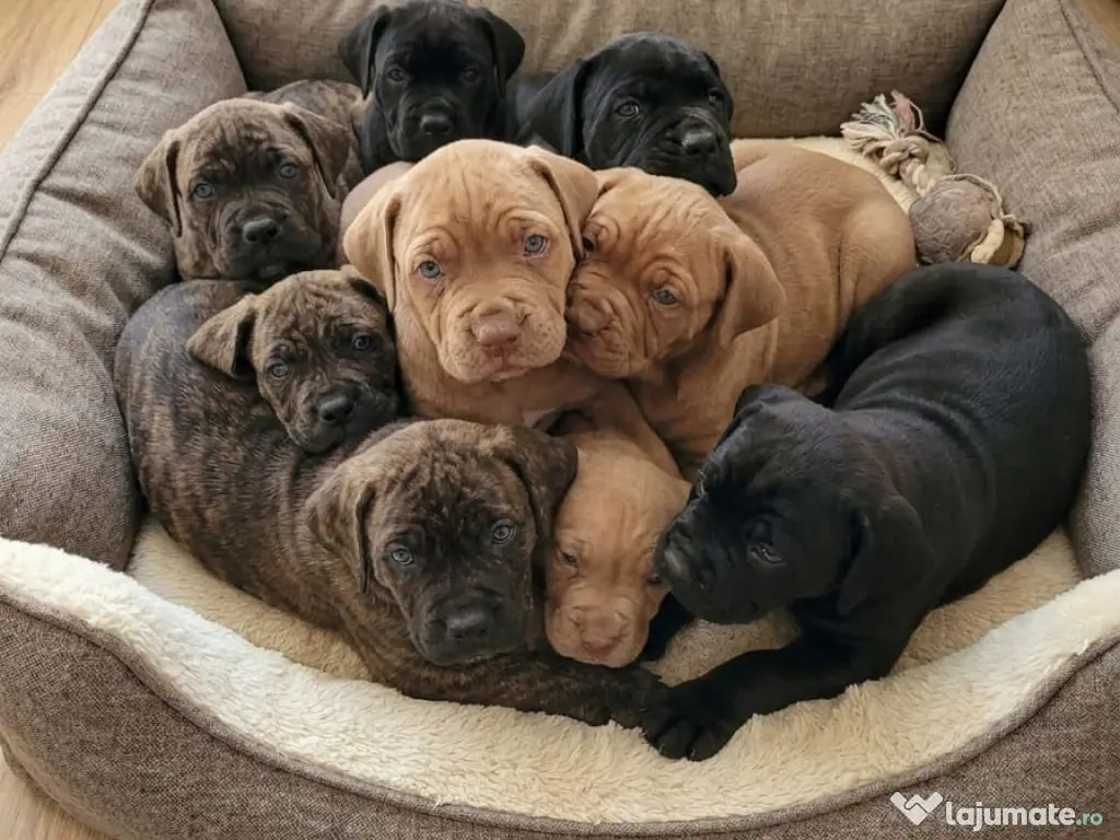 Pui de vânzare - Cane Corso rasă pură