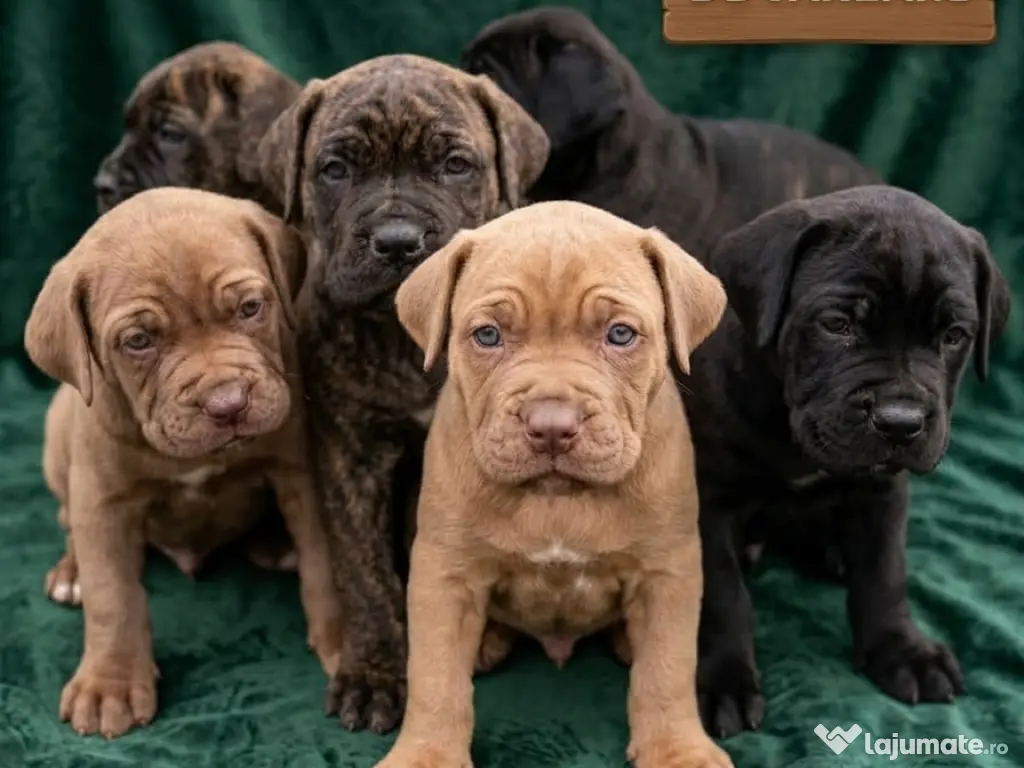 Pui de vânzare - Cane Corso rasă pură
