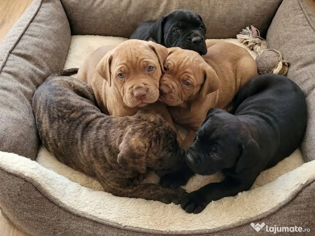 Pui de vânzare - Cane Corso rasă pură