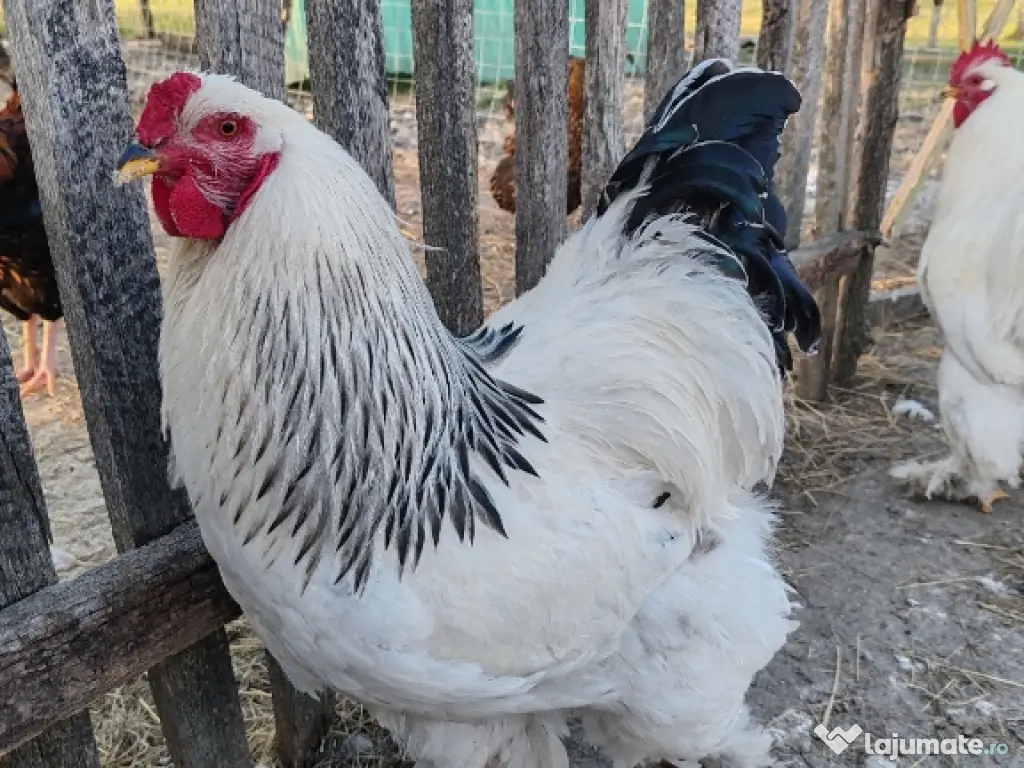 Oua Brahma, Wiandotte, Pita Pinta 