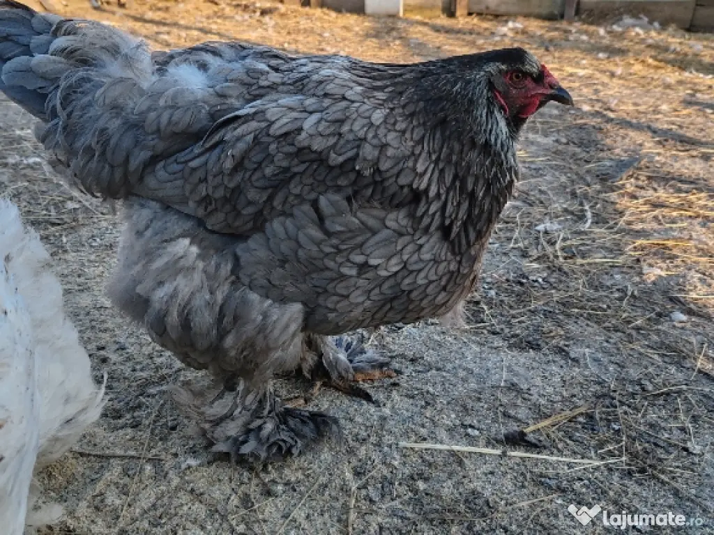 Oua Brahma, Wiandotte, Pita Pinta 