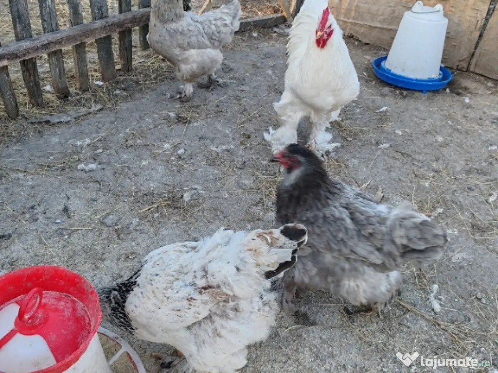 Oua Brahma, Wiandotte, Pita Pinta 