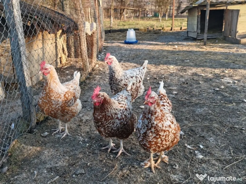 Oua Brahma, Wiandotte, Pita Pinta 