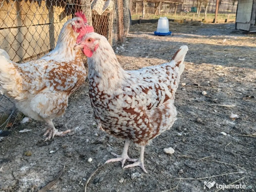 Oua Brahma, Wiandotte, Pita Pinta 