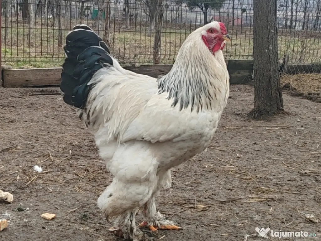 Oua Brahma, Wiandotte, Pita Pinta 