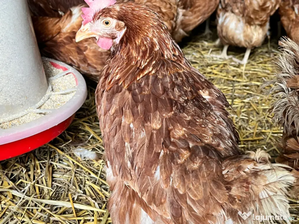 Găini roșii outoare 