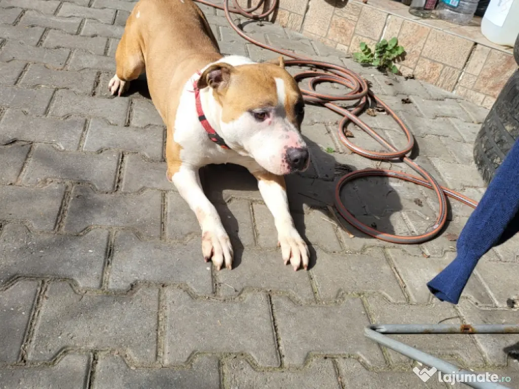 DONEZ femela amstaff 