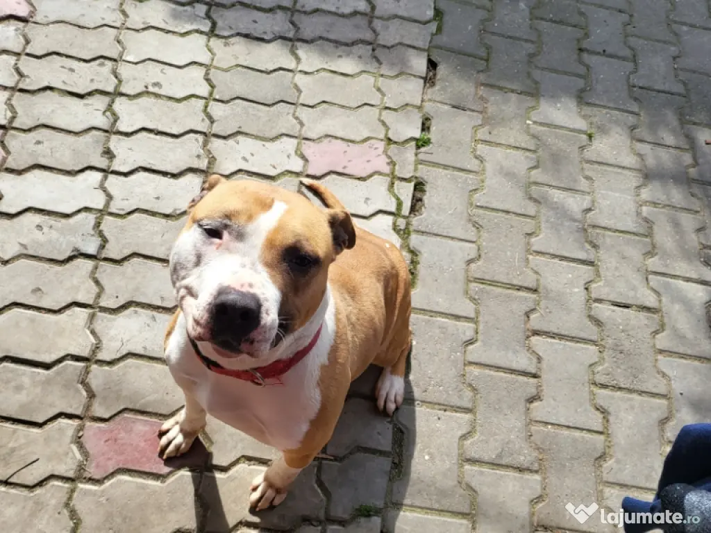 DONEZ femela amstaff 