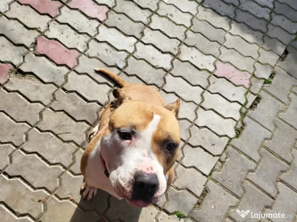 DONEZ femela amstaff 