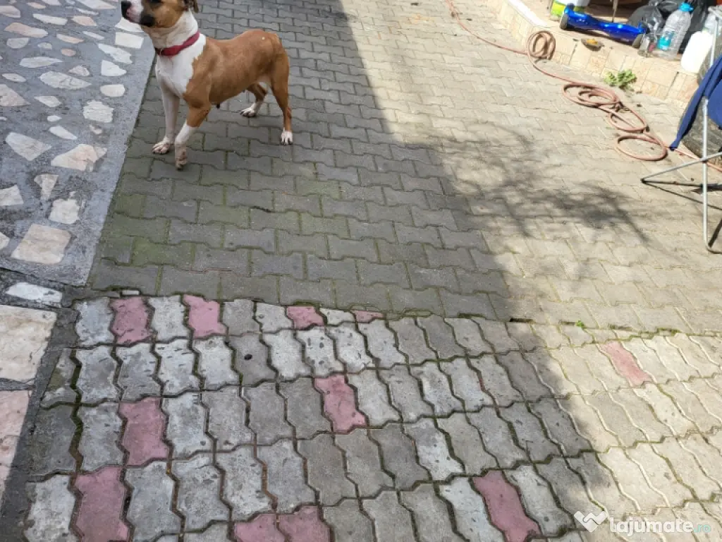 DONEZ femela amstaff 